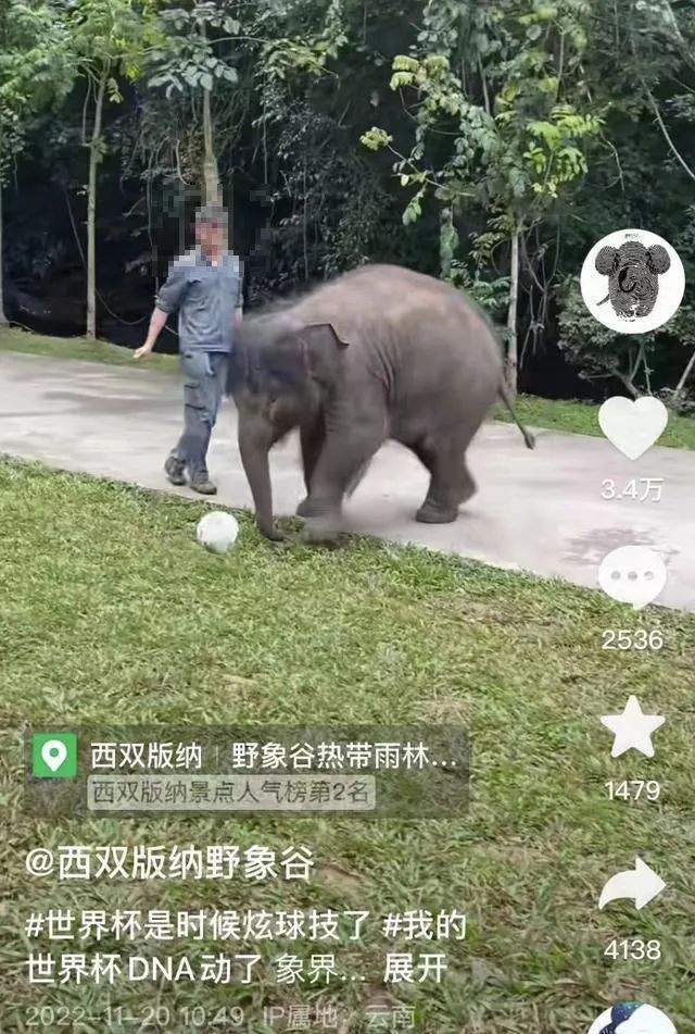 非正常死亡飆升直指原罪，千億動(dòng)物園產(chǎn)業(yè)何日投身自我救贖？