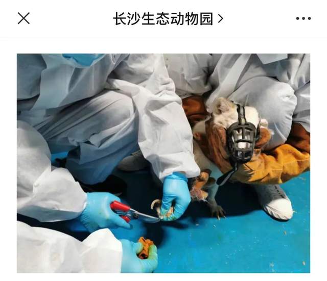 非正常死亡飆升直指原罪，千億動(dòng)物園產(chǎn)業(yè)何日投身自我救贖？